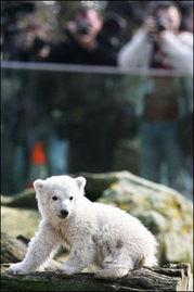 克努特视频,揭秘编程大师的传奇人生与智慧结晶