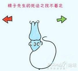 精子搞笑视频,搞笑视频带你领略生命起源的趣味瞬间